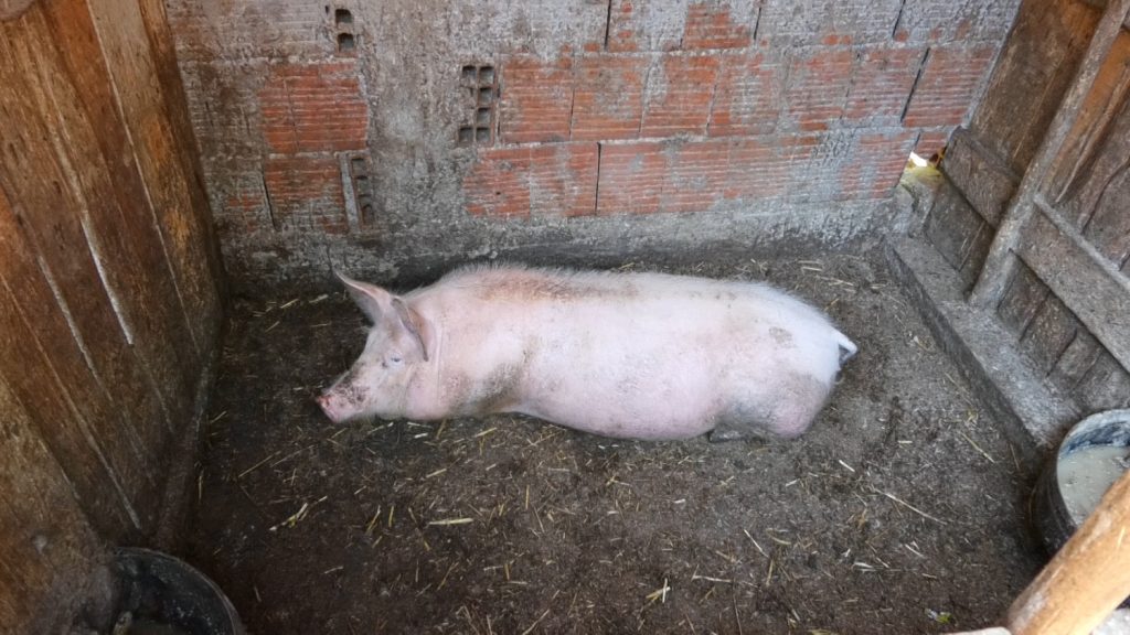 Provera mesa nakon završetka svinjokolja ključna za zaštitu od trihineloze