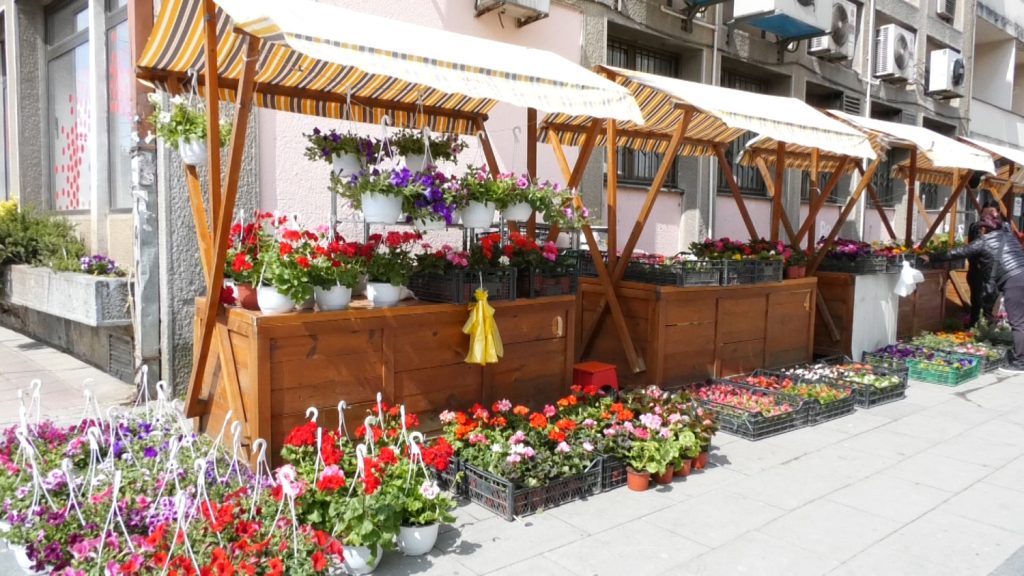 Na gradskom šetalištu postavljene tezge sa sobnim i baštenskim cvećem – cene zavise od vrste