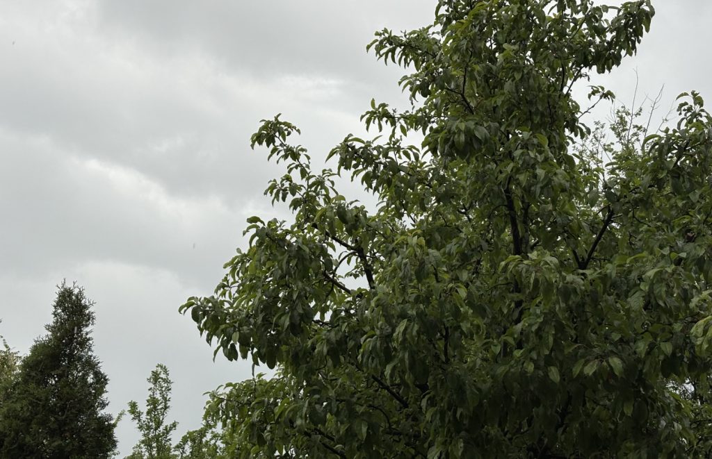 Na snazi narandžasti meteoalarm – Jako nevreme pogodilo Vranje