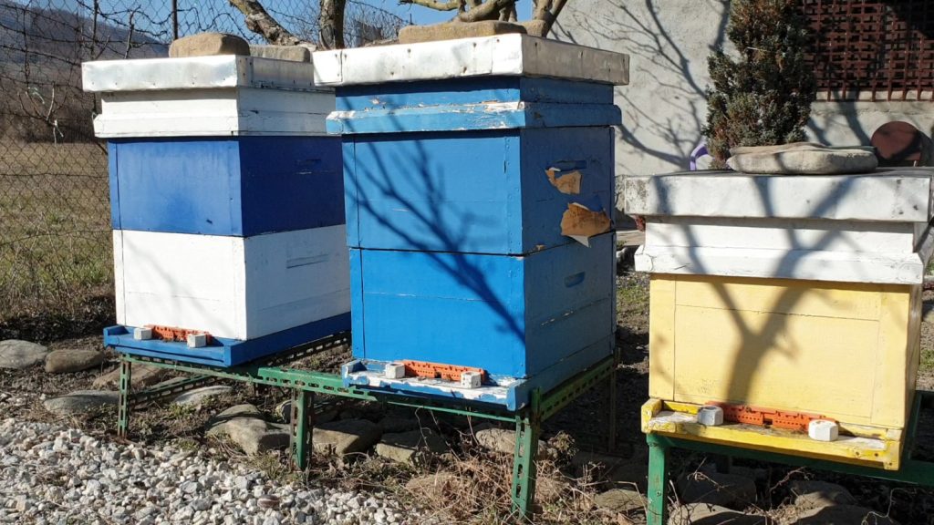 Vranjski pčelari uspešno završili bagremovu pašu