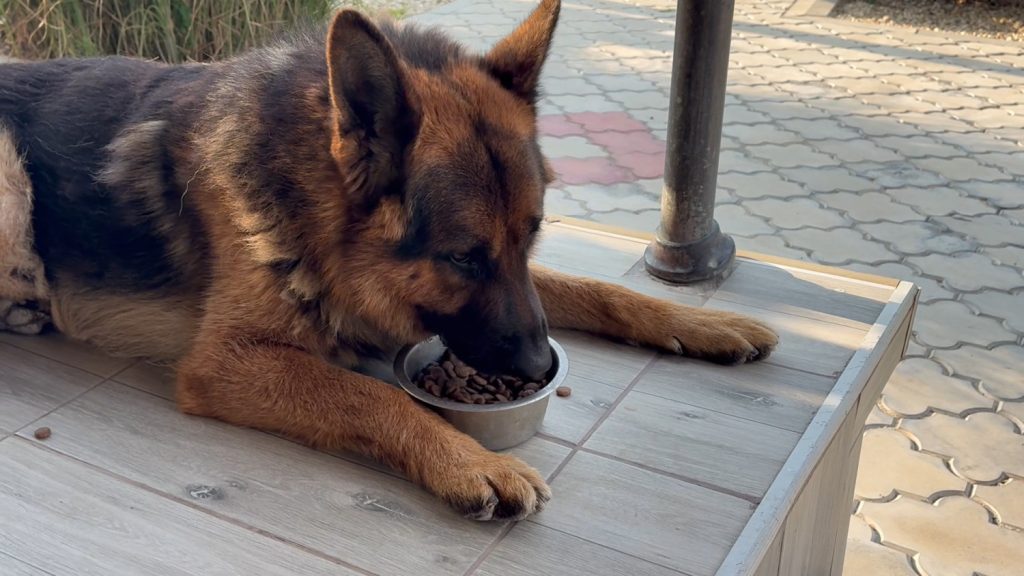 Vrućine utiču na ljubimce – kako im pomoći?